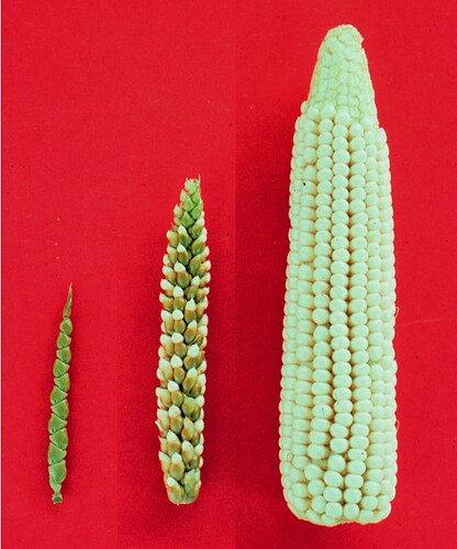 maize-teosinte