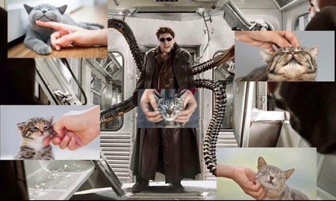 Pet+the+kitty_9eae45_9229889