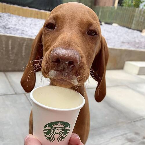 100870132_1454658531593316_7885345752552046592_n