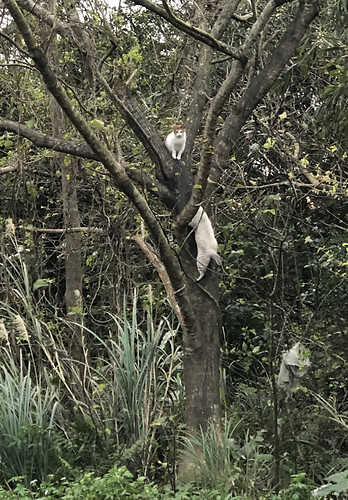 Cats in Tree