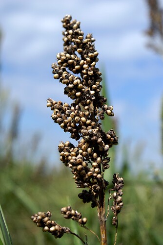 sorghum2