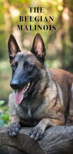 belgian-malinois-tall-488x1024