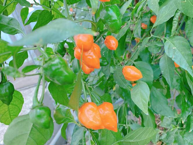 received_450150323290939