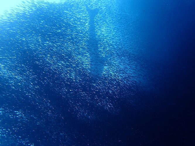 WHALE SHARK SARDINE RUN