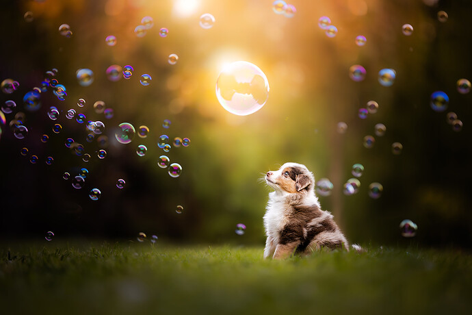 54310887779_317a1edaf9_k