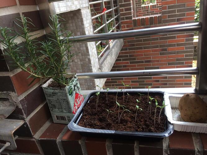 Rosemary%20and%20Tomatoes