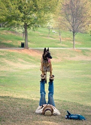 malinois acrobat 3807e2c6bdfb8b9e10dee3aa7d993178--partner-yoga-funny-dogs