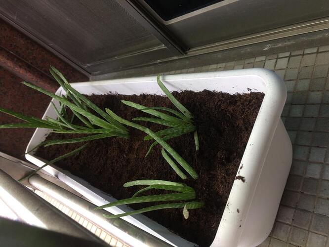 Aloe%20Front