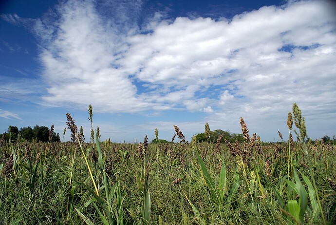 sorghum