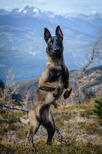 Malinois2