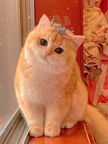 FB_IMG_1603235931047