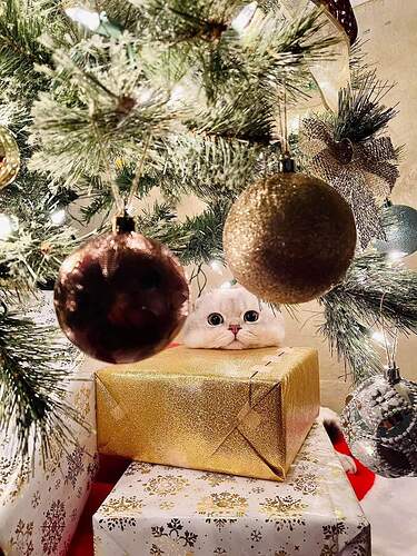 FB_IMG_1639324976430