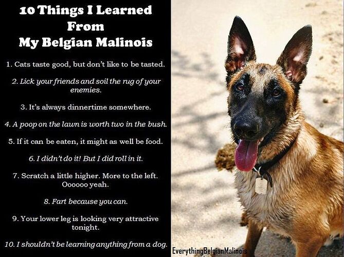 10 things I learned from my Belgian malinois 7a293d16fe900f47b9be83e5972316e4--belgium-malinois-dog-love