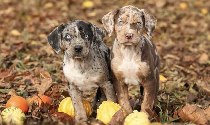 Screen Shot 2020-05-30 at 01.47.50