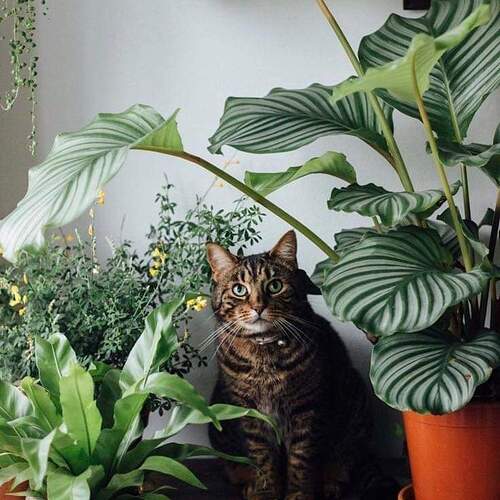 FB_IMG_1603420036438