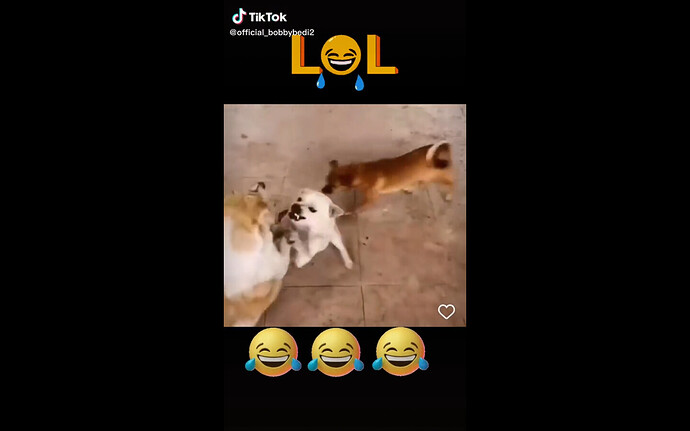 dog politicos electores 5