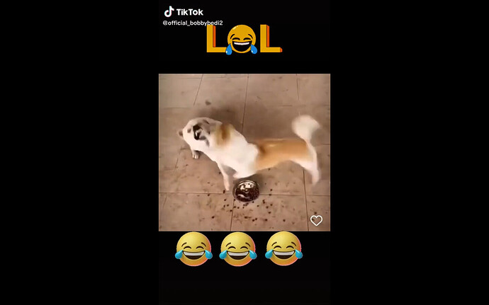 dog politicos electores 3