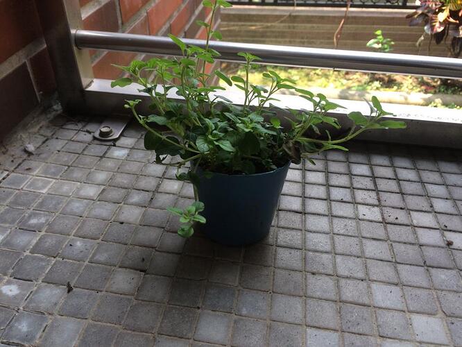 Rogue%20oregano