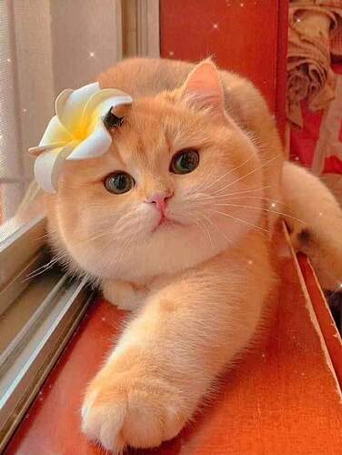 FB_IMG_1603235925410