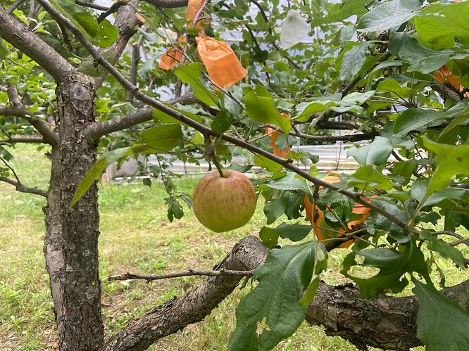 Apple Tree