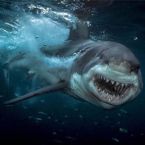 GREAT WHITE SHARK