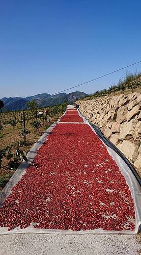 COFFEE DRYING