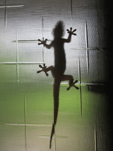 gecko4
