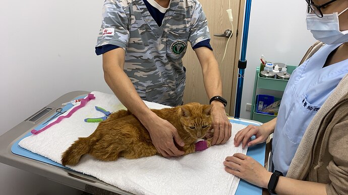 tora chan on exam table