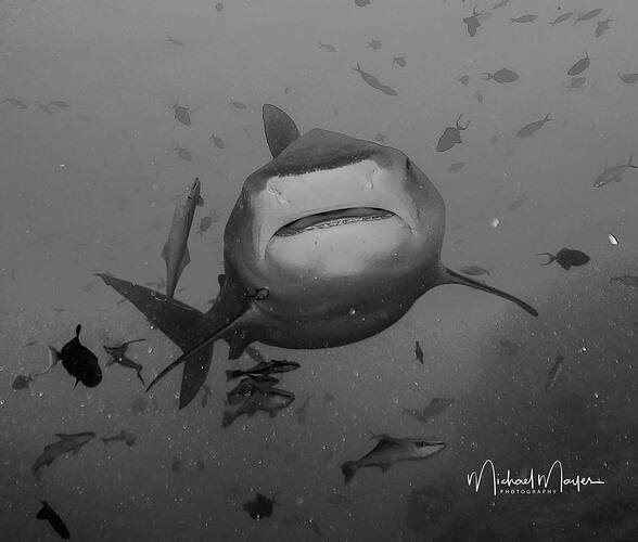 TIGER SHARK