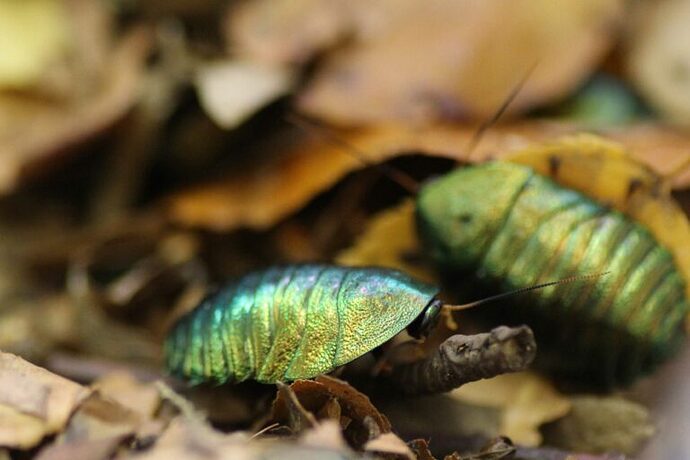 Smaragdschaben-07-768x512