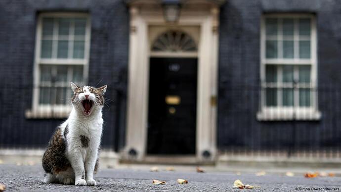 cat at 10 Downing
