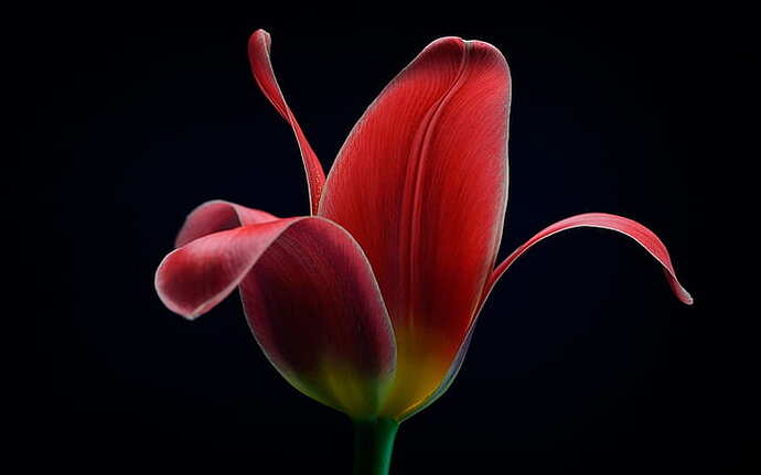 red-tulip-flower-macro-black-background-wallpaper-preview