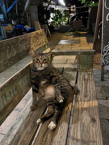 stone cat