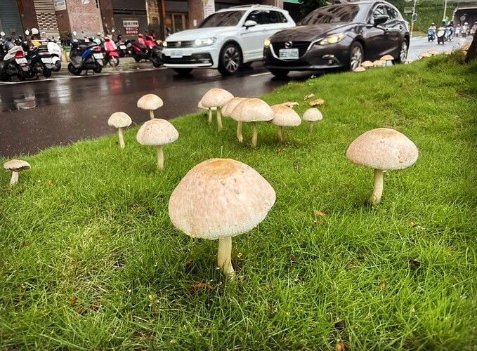 mushroom on road