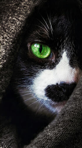 Gemini_Generated_Image_bf36j3bf36j3bf36~2