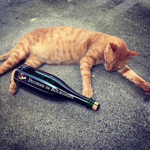 alcoholic cat