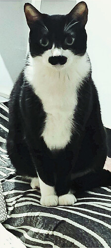 Messenger_creation_9C661BED-3CD5-49F6-92C9-3390E37A2BBC