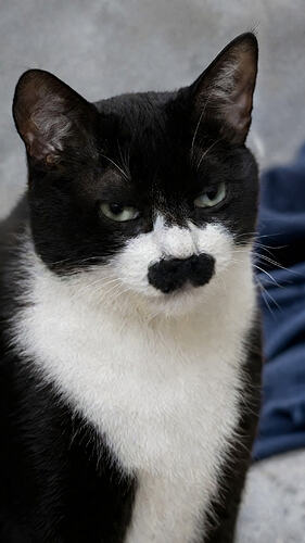 Serene gaze of a tuxedo cat
