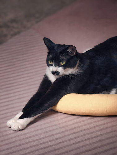 Tuxedo cat on a cosy rug~2