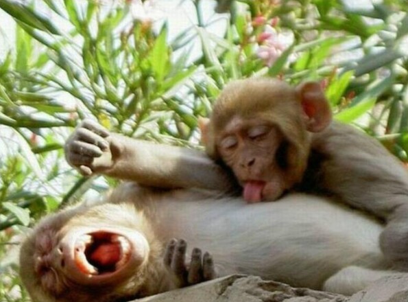monkey nipple lick