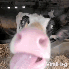 licking-the-camera-viralhog