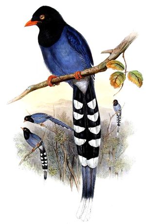 Blue Magpie