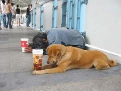 dog%20beggars