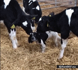 Funny-Video-Cows-Licking-Dog-Gif