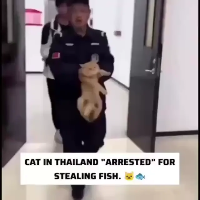 they got 'em!