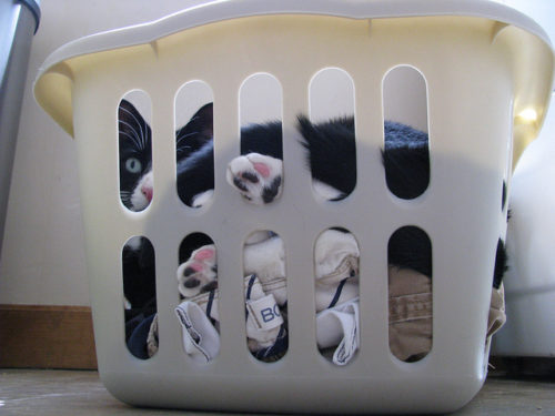 cat laundry basket