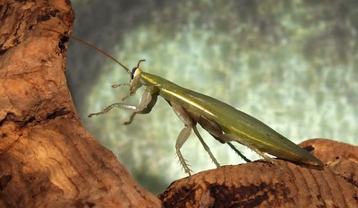 42367801452_764f218937_w