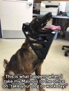 malinois at work afe489537bebf33a5c4e8e96b4c641b6--malinois-birds