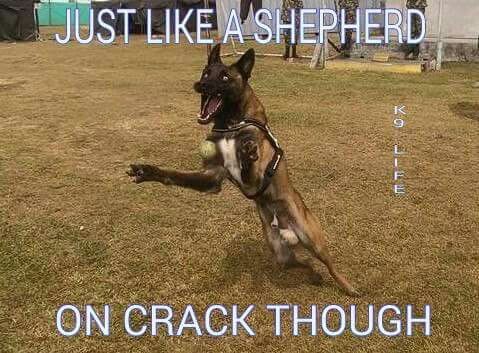 malinois on crack 198710fd45855a7dc7acd88e130fc432