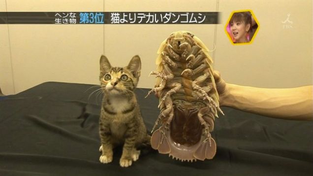 Giant-Isopod-with-cat